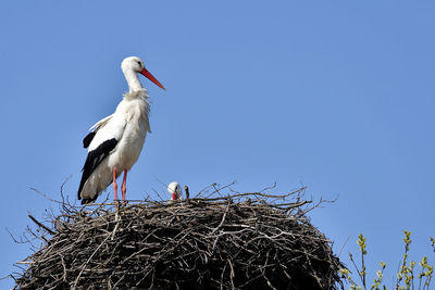 Low angle view of white storks perching on nest against clear blue sky