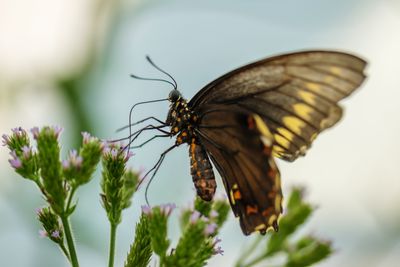 Close-up of butterfly on flower