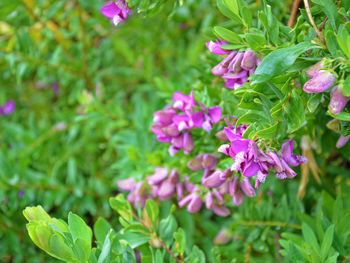 Close-up of pink flowers