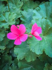 Close-up of pink flowering plant