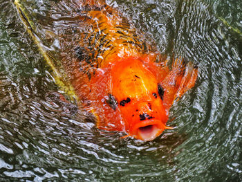 High angle view of koi carps swimming in lake