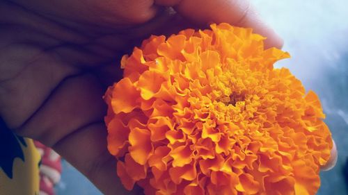 Close-up of marigold flower in human hand