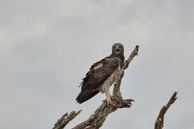 A martial eagle high in a tree with a cloudy sky.