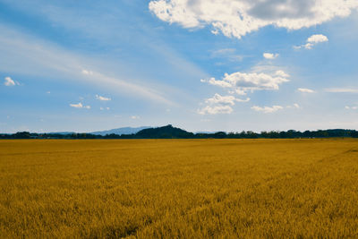 Scenic view of agricultural field against sky