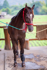 Horse standing in ranch