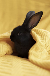 Black little rabbit close-up on a yellow knitted blanket