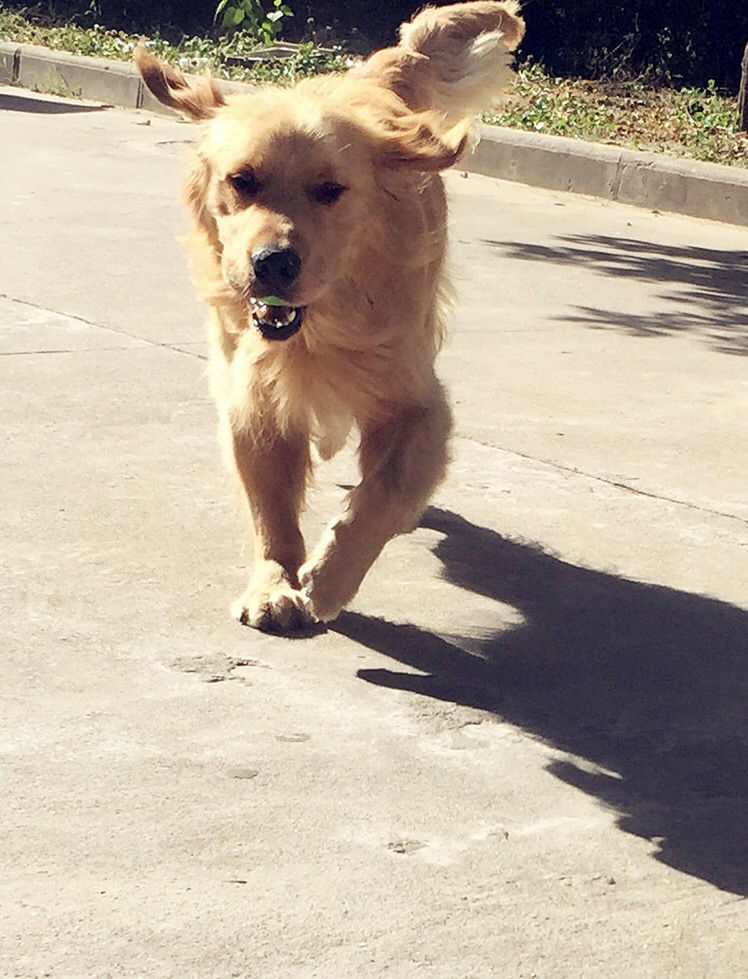 animal themes, domestic animals, mammal, one animal, dog, shadow, pets, sunlight, road, standing, walking, street, livestock, outdoors, two animals, full length, day, vertebrate, zoology, field