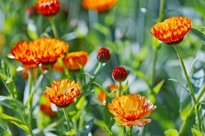 Close-up of red poppy flowers