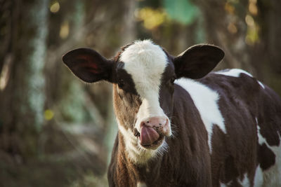 Close-up of cow