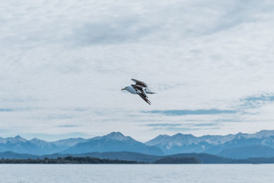 View of seagull flying over sea