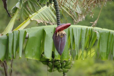 Close-up of banana on tree