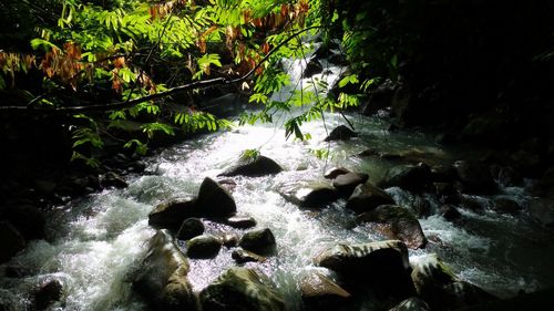 Stream flowing through rocks in forest