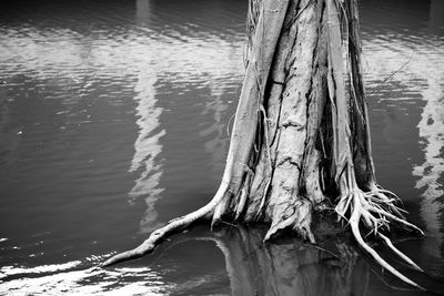 Close-up of tree trunk in lake