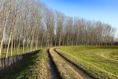 Panoramic shot of road amidst trees on field against sky