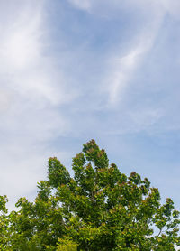 Low angle view of tree against sky