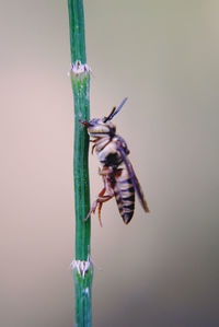 Close-up of insect