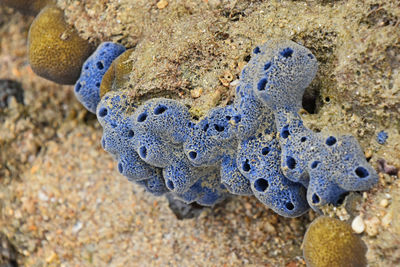 Close-up of stones