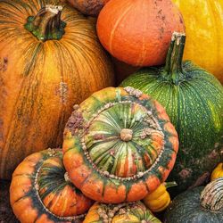 High angle view of pumpkins