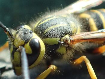 Close-up of insect