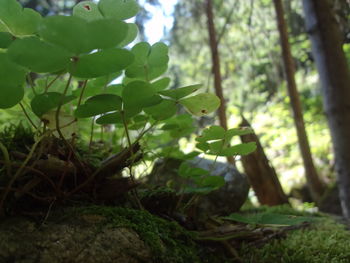 Close-up of a tree in forest