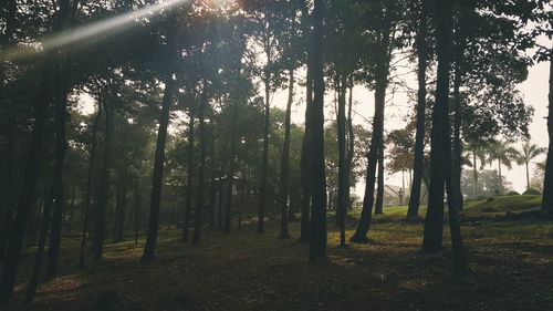 Trees in forest