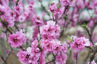 Close-up of pink cherry blossoms in spring