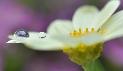 Close-up of white flower