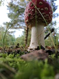 Close-up of mushroom growing on tree