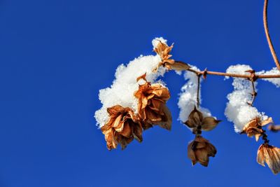 Low angle view of flowers against clear sky