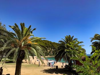Palm trees on beach against clear blue sky