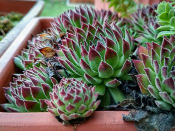 Close-up of succulent plant