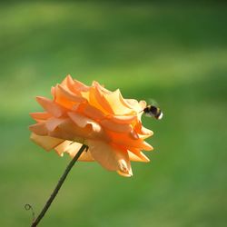 Close-up of insect reaching to flower