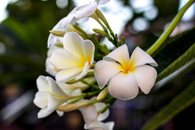 Close-up of white flowers