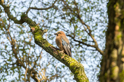 Low angle view of bird perching on tree