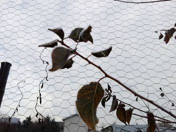 View of leaves on snow covered fence against sky