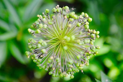 Close-up of flowering plant