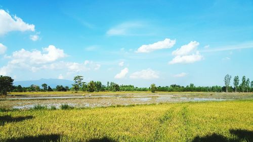 Scenic view of field against sky