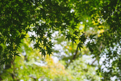 Tree branches against sky