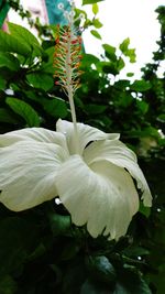 Close-up of white flowering plant