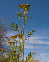 Close-up of plant against blue sky