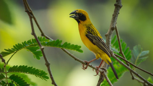 Close-up of bird perching on branch