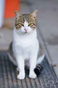 Close-up of cat sitting on floor