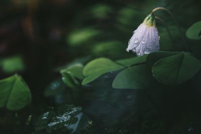 Close-up of plant