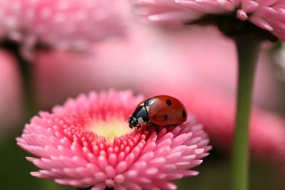 Close-up of ladybug on pink flower