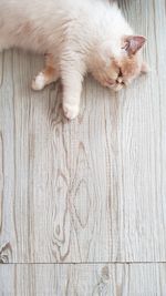 Cat sleep on wood back ground