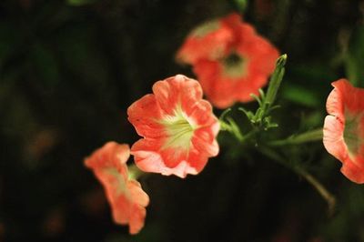 Close-up of red flowers