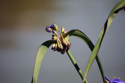 Close-up of fresh purple flowering plant