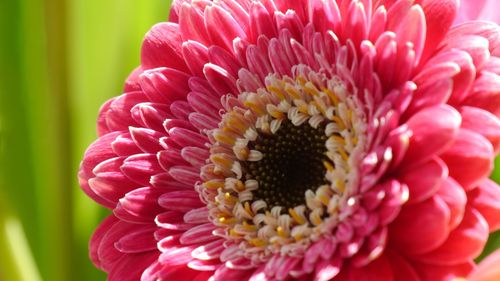 Close-up of pink daisy flower