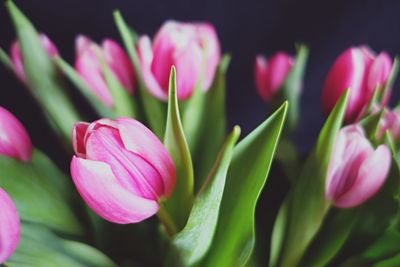 Close-up of pink flowers