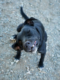 High angle portrait of black dog